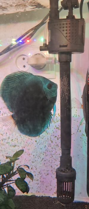 Готовая пара одних из самых красивых дискусов Блю Даймонд