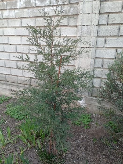 Продам ёлку туя срочно торг