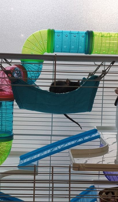 Cușcă cu șobolani de companie