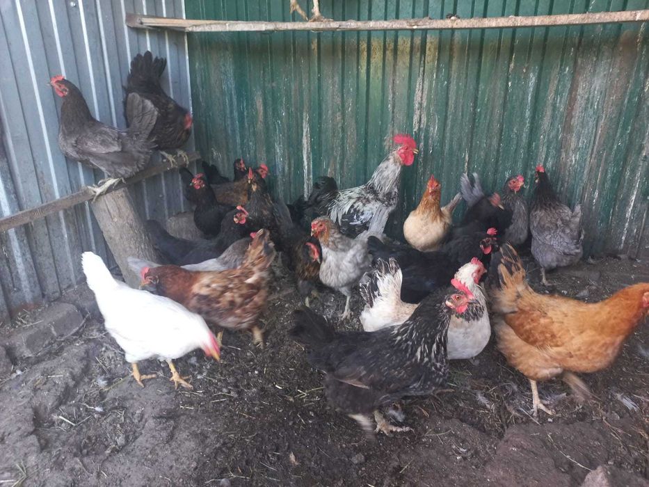 Продам домашних кур