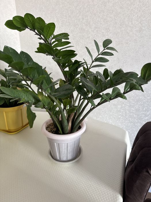 Продам Комнатные растения