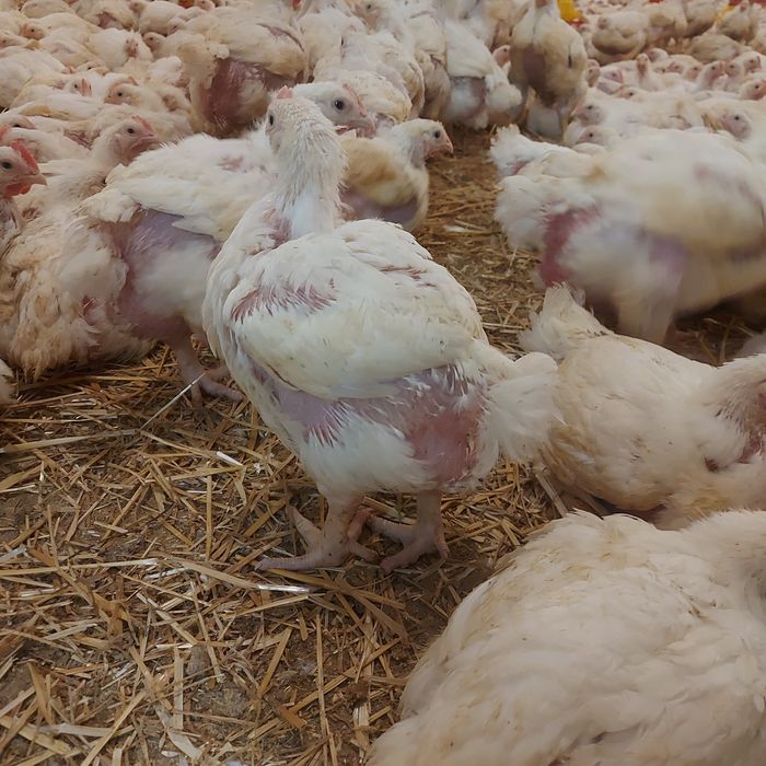 Vând pui carne albi