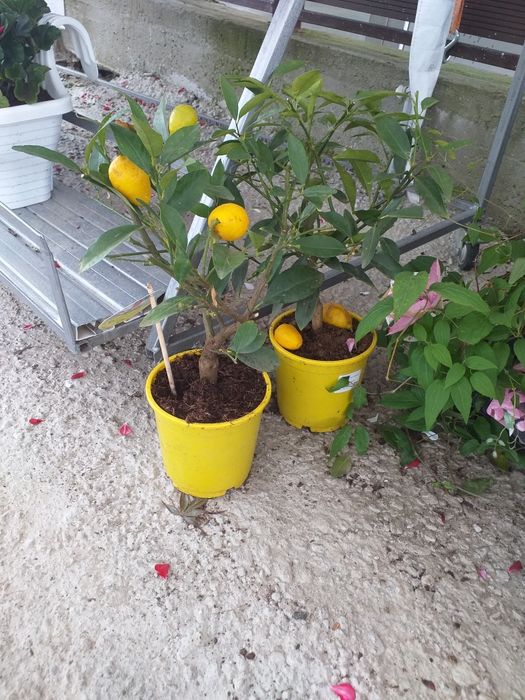 Vand puieti de smochini mov la ghiveci  și lamai altoit la ghiveci