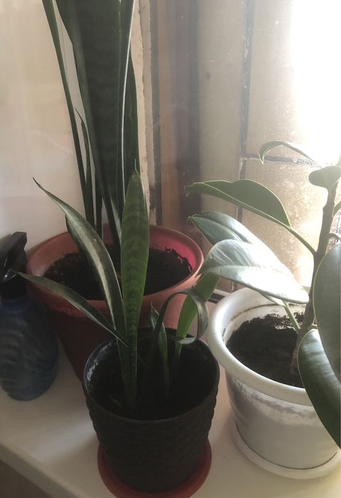 Комнатные цветы разные