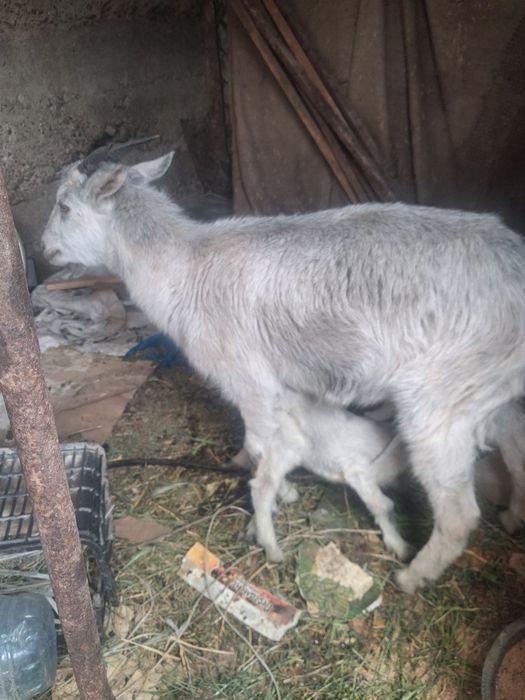 Ешки еркек лагымен