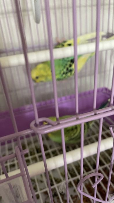 Попугаи  с парами волнистые