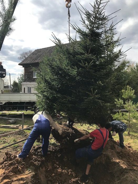 Богбон хизмати дарахт кучириш. Все Услуги Садовника посадка пересадка