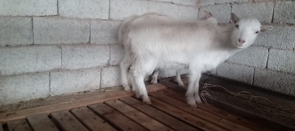 Ешкілер сатылады