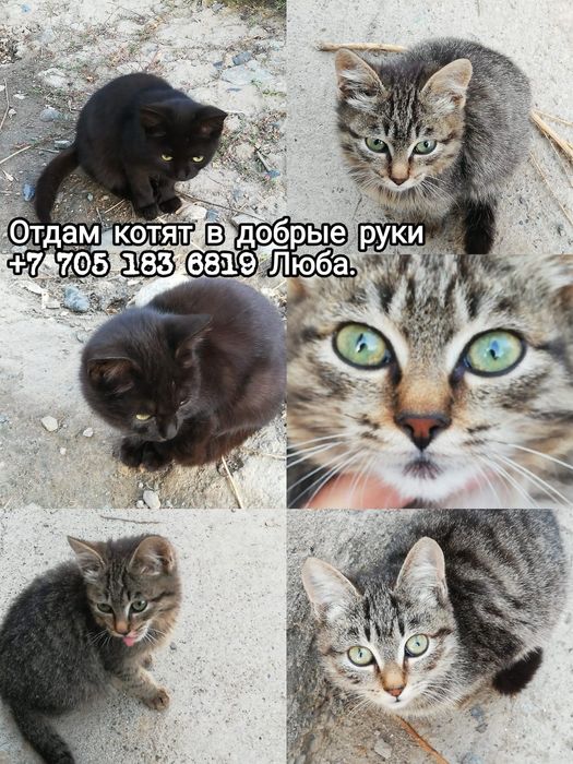 Осталась серенькая!!!