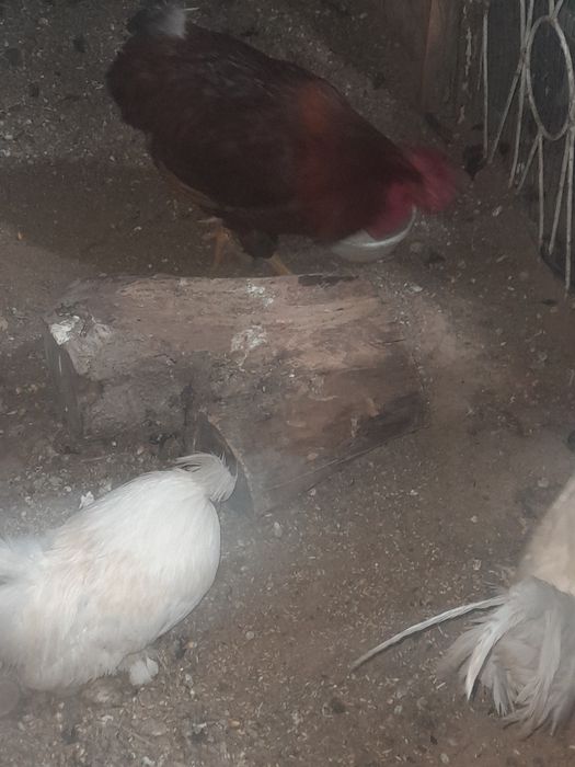 Xoroz 1ta kotta xashaki 2ta Yaron Xoroz 250ming xammasi kelishamiz