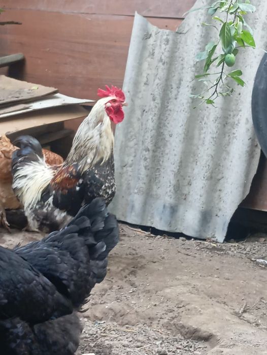 Продам Петуха молодого