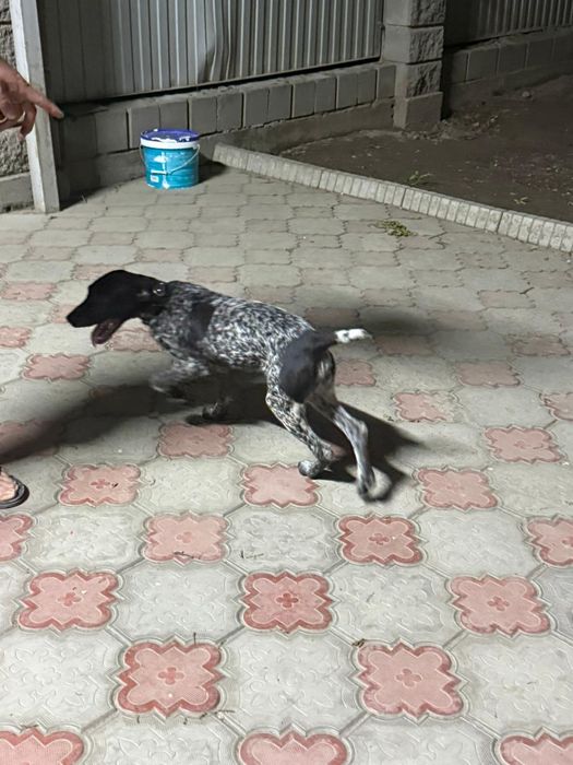 Курцхаар продам щенка