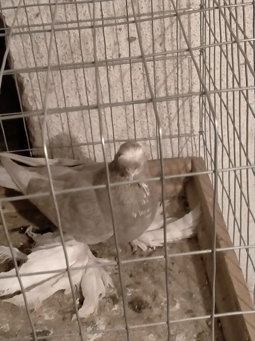 Голубка стальная