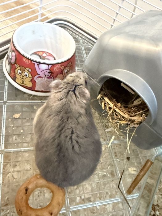 Donez hamster, fără cușcă