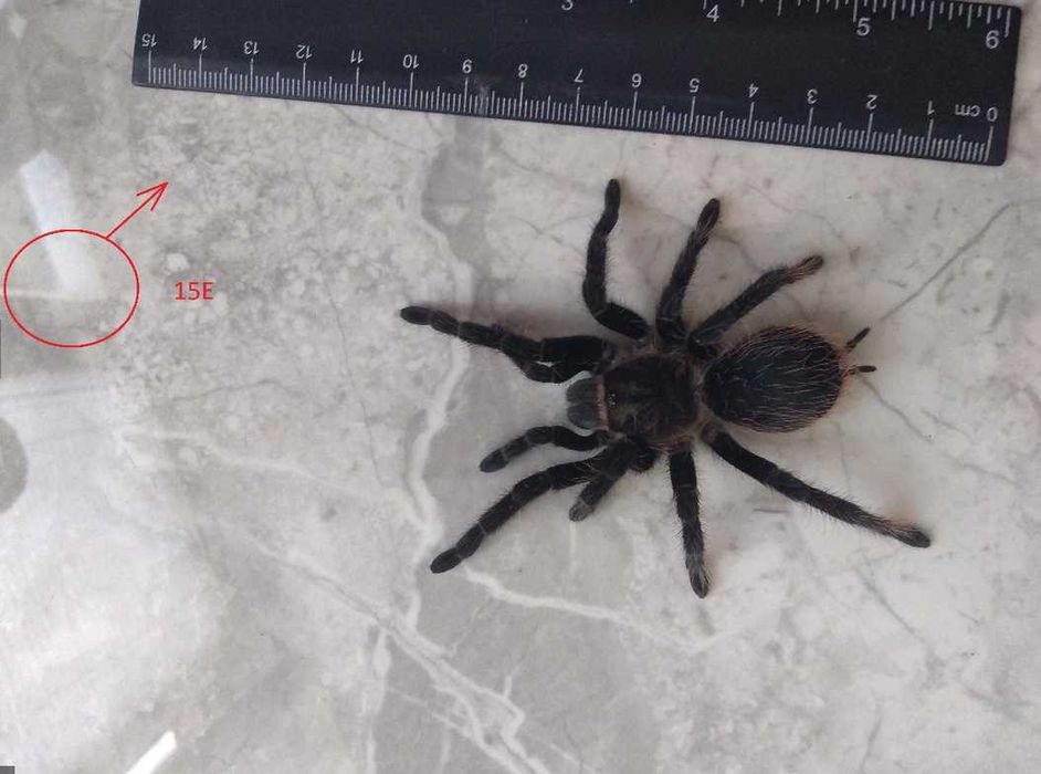 Tarantula - Тарантyла