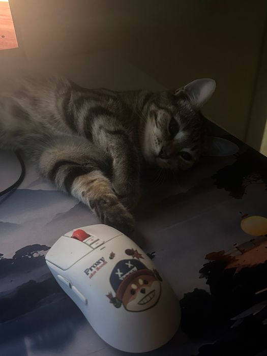 Кошка  смесь шотлан+британка