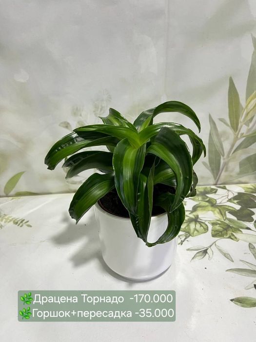 Сансевиерии разных сортов и размеров.