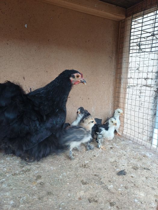 Япон чойнак товук