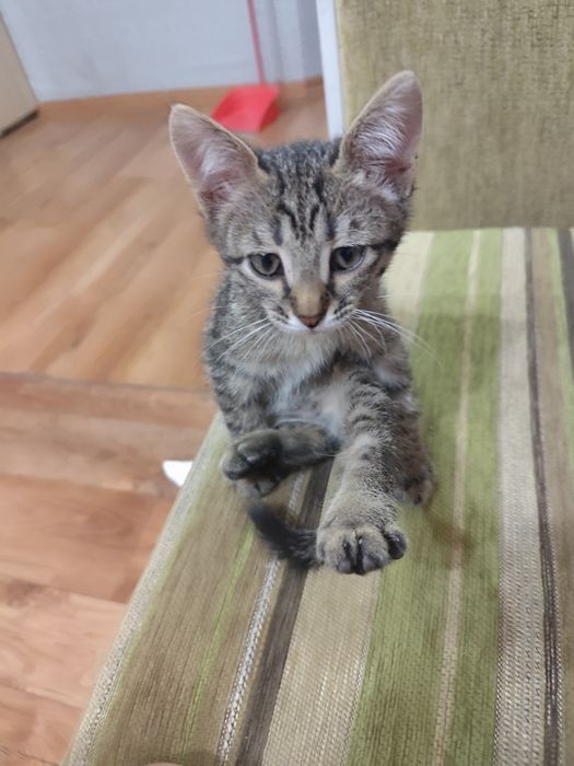 Отдам котят а хорошие руки