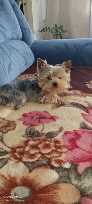 Вязка йоркширский терьер