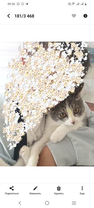 Кошкa, домашные животные