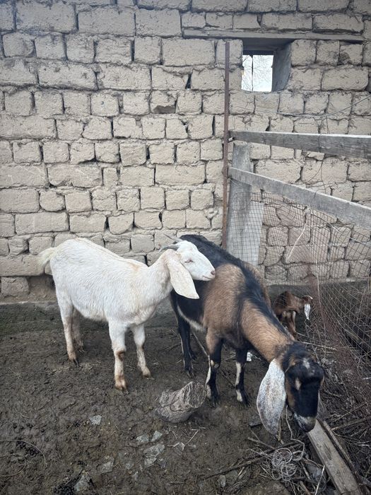 2 теке мен ешкілер сатылады