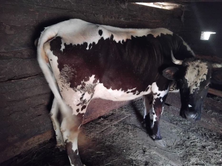 Vaci de vânzare pt mai multe detalii va rog să mă contactați la nr0736095927
