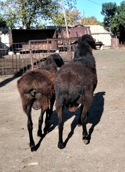 Продам кошкара на племя