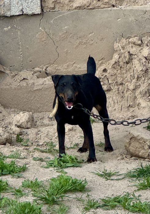 Ягдтерьер сука рабочи