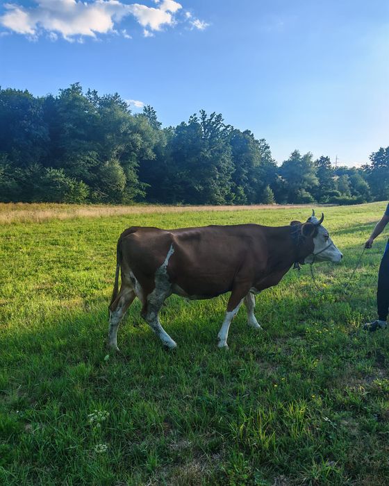 Vaca baltata 7 ani cu lapte