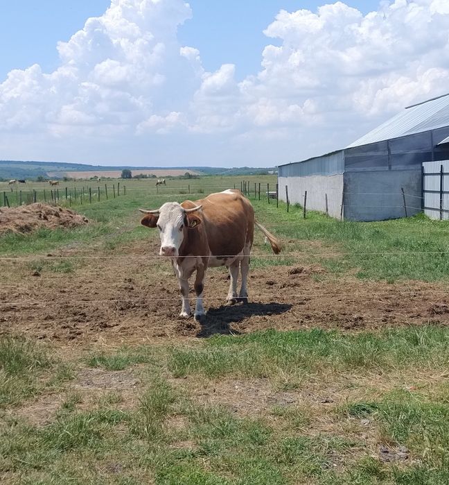 Vaca bălțată de vânzare