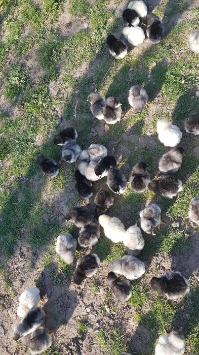 Pui astrolop negri si albastri