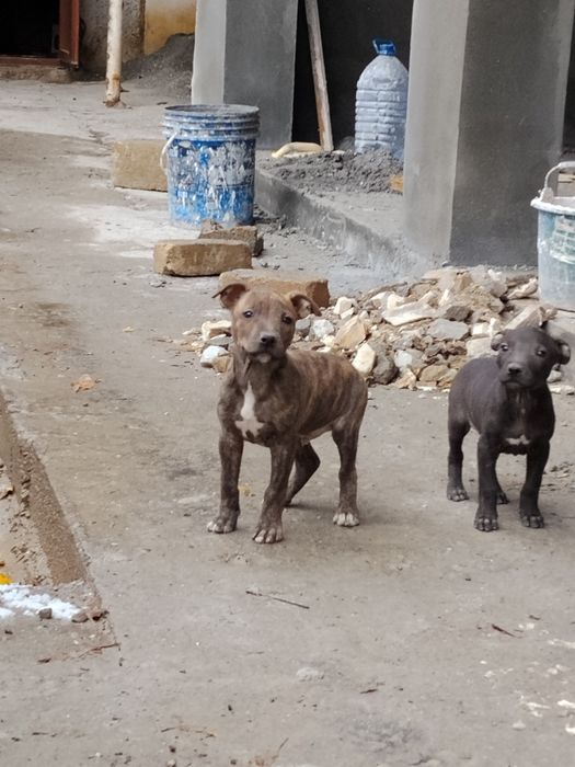 Питбуль обласи сотилади