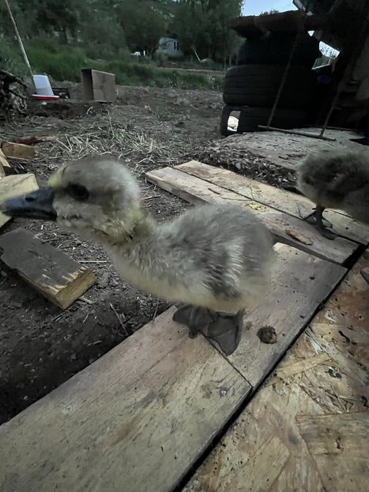 Продам гусят месячных