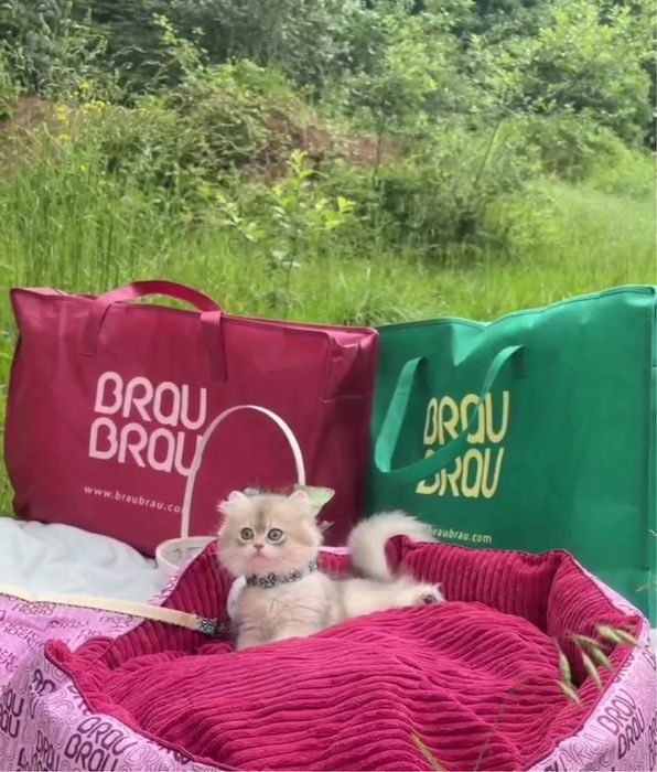 Baietel British Longhair cu pedigree