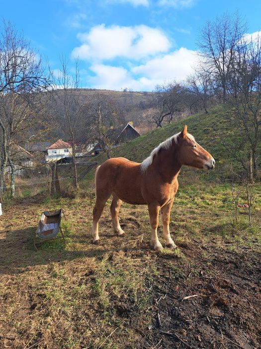 Vând Manză de 1 an și 6 luni