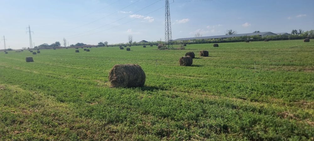 Baloti lucernă !! foarte curată !!!