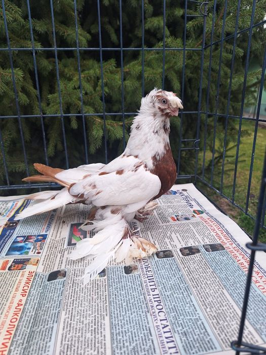 Продам самку капканку