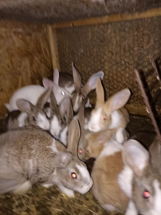 vand sau schimb iepuri hycole francez