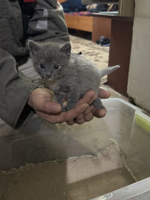 Котята даром чистые