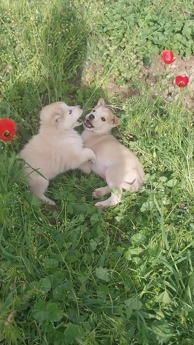 Хаски хаски хаски