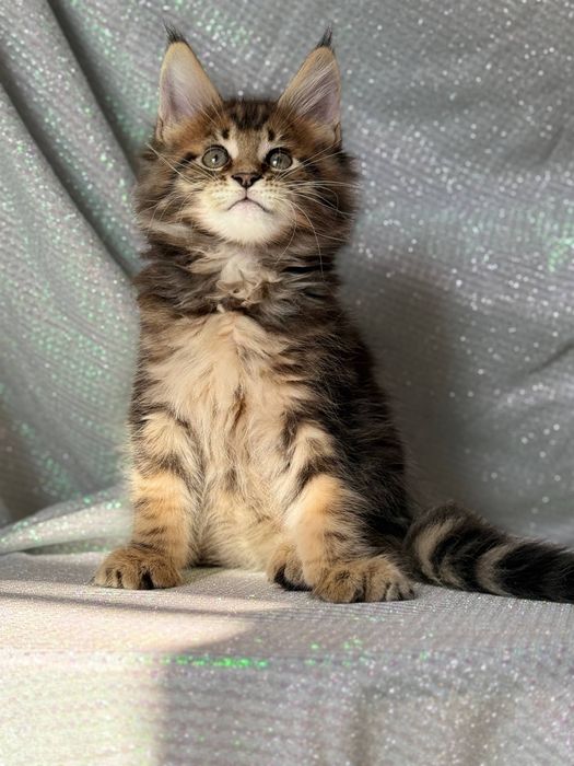 Шикарный котик Мейн-кун — 1.5 месяца