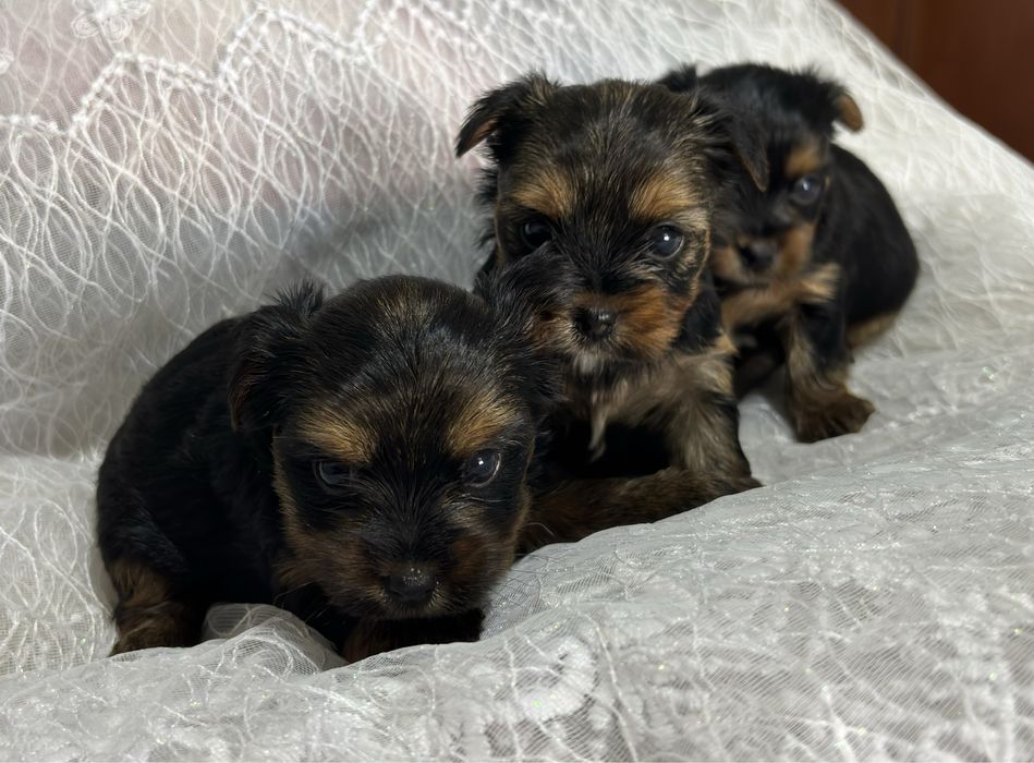 Щенки йоркширского терьера