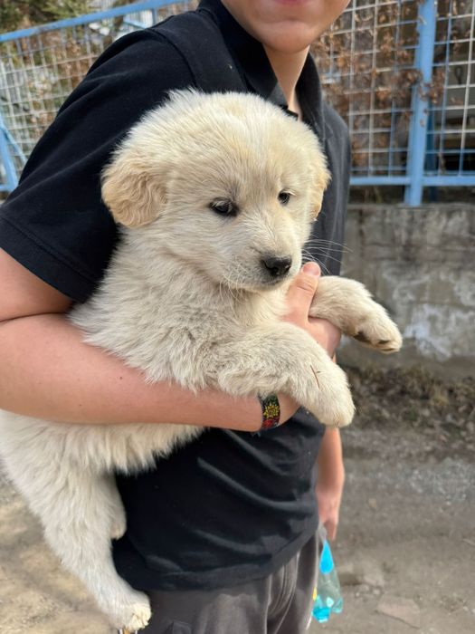 Ищут дом классные девченки