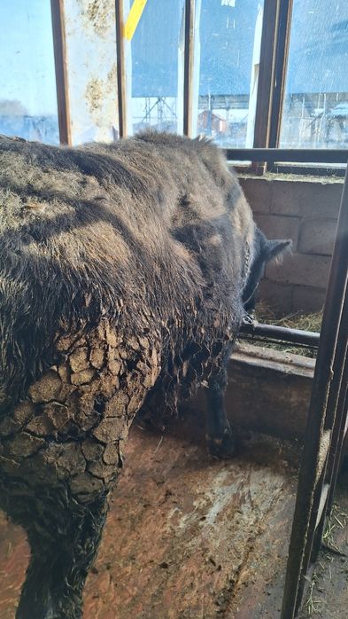 продетца бык 1.8год