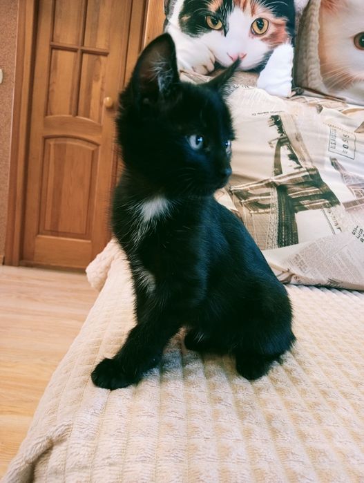 Красивый котёнок мальчик
