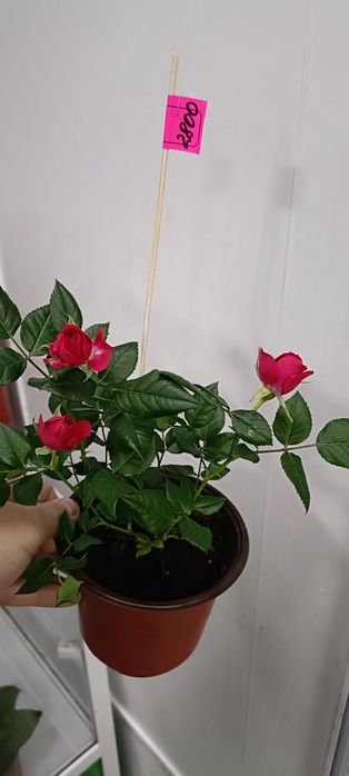 Розы:2800 тенге!