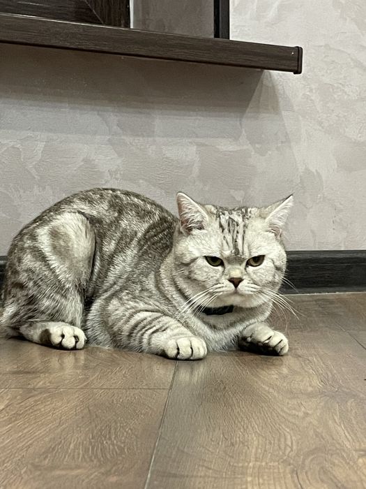 Кот молодой породистый