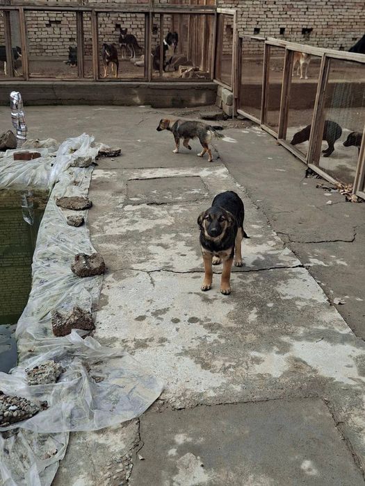 Отдадим в хорошие руки