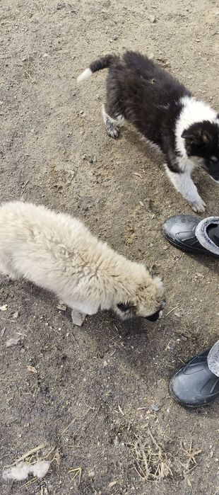 Отдам в добрые руки 2-х щенков!